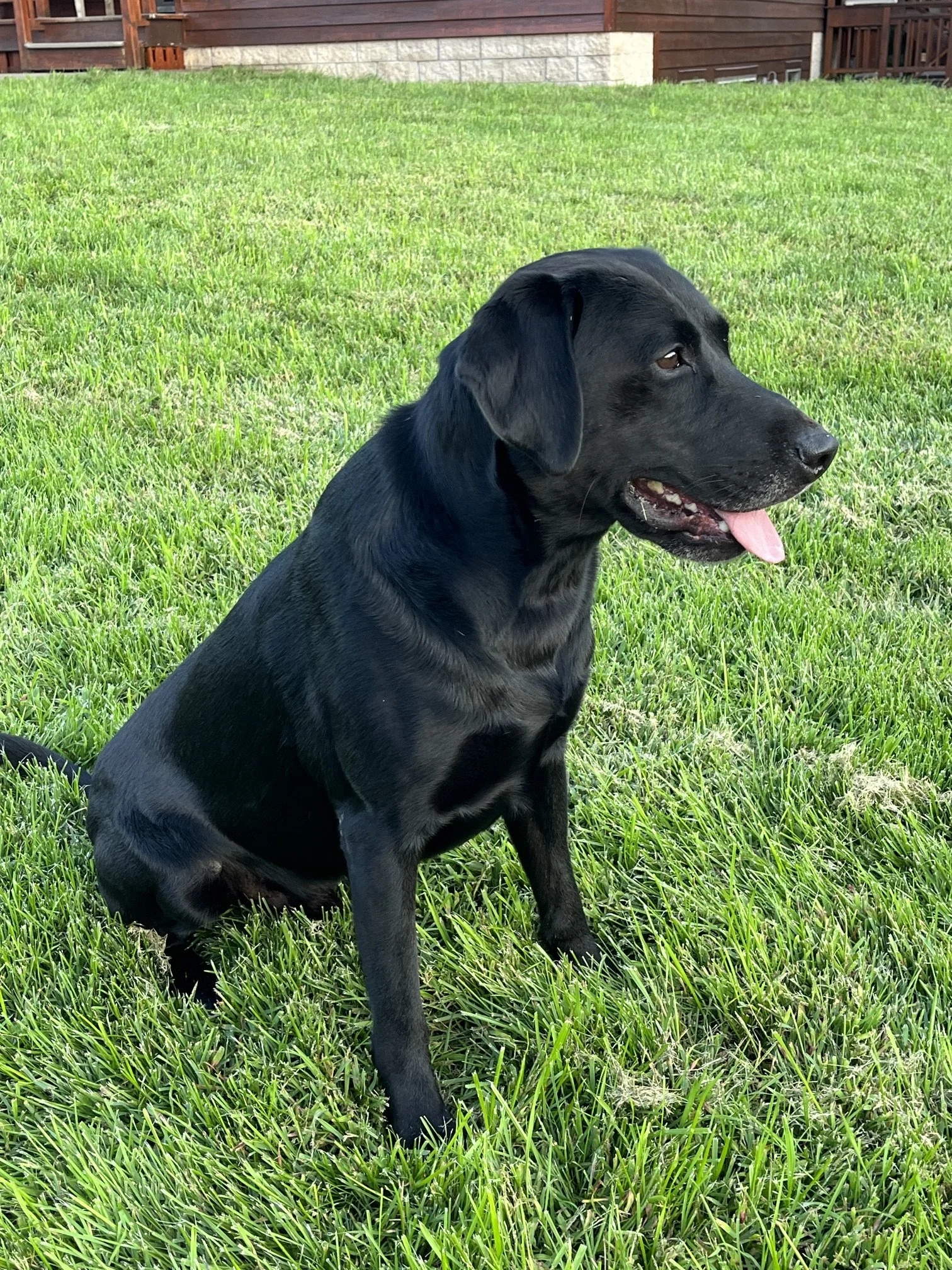 Morning_Dew_Retrievers_Hank_Sitting_right sideJPG.JPG
