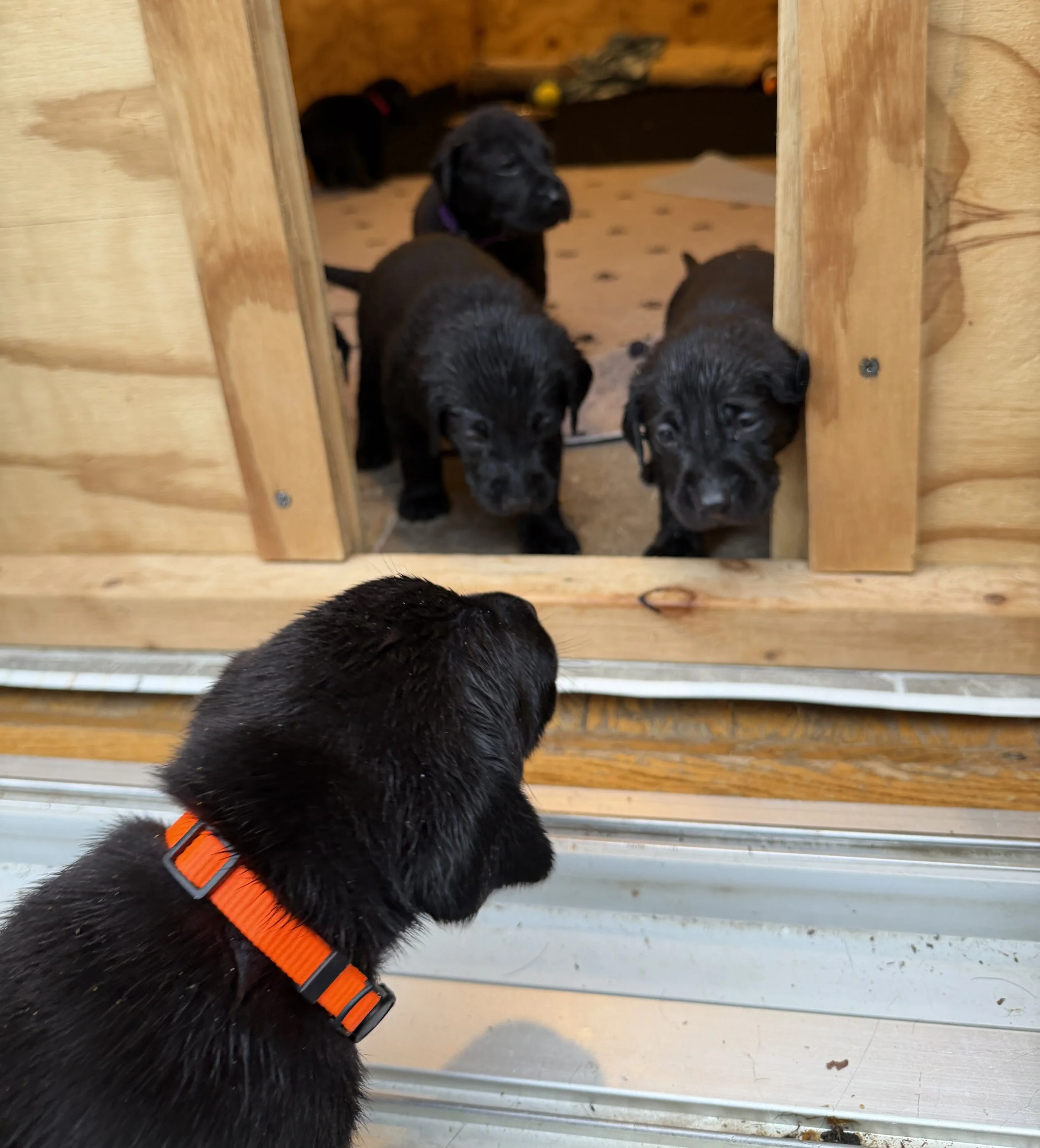 morningDewRetrieversPuppiesDoggieDoor.jPG