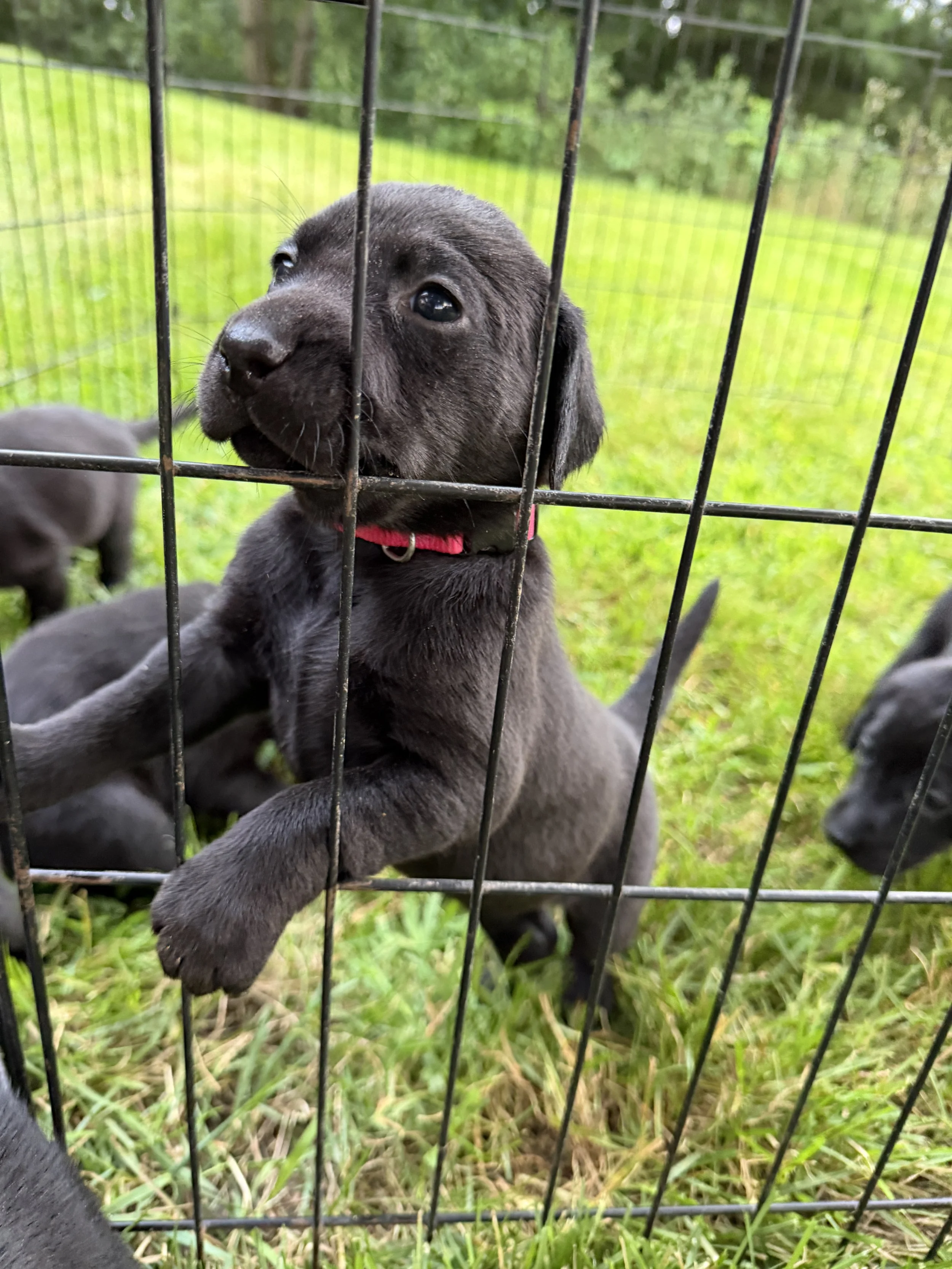 morningDewRetrieversPuppyOutside.JPG