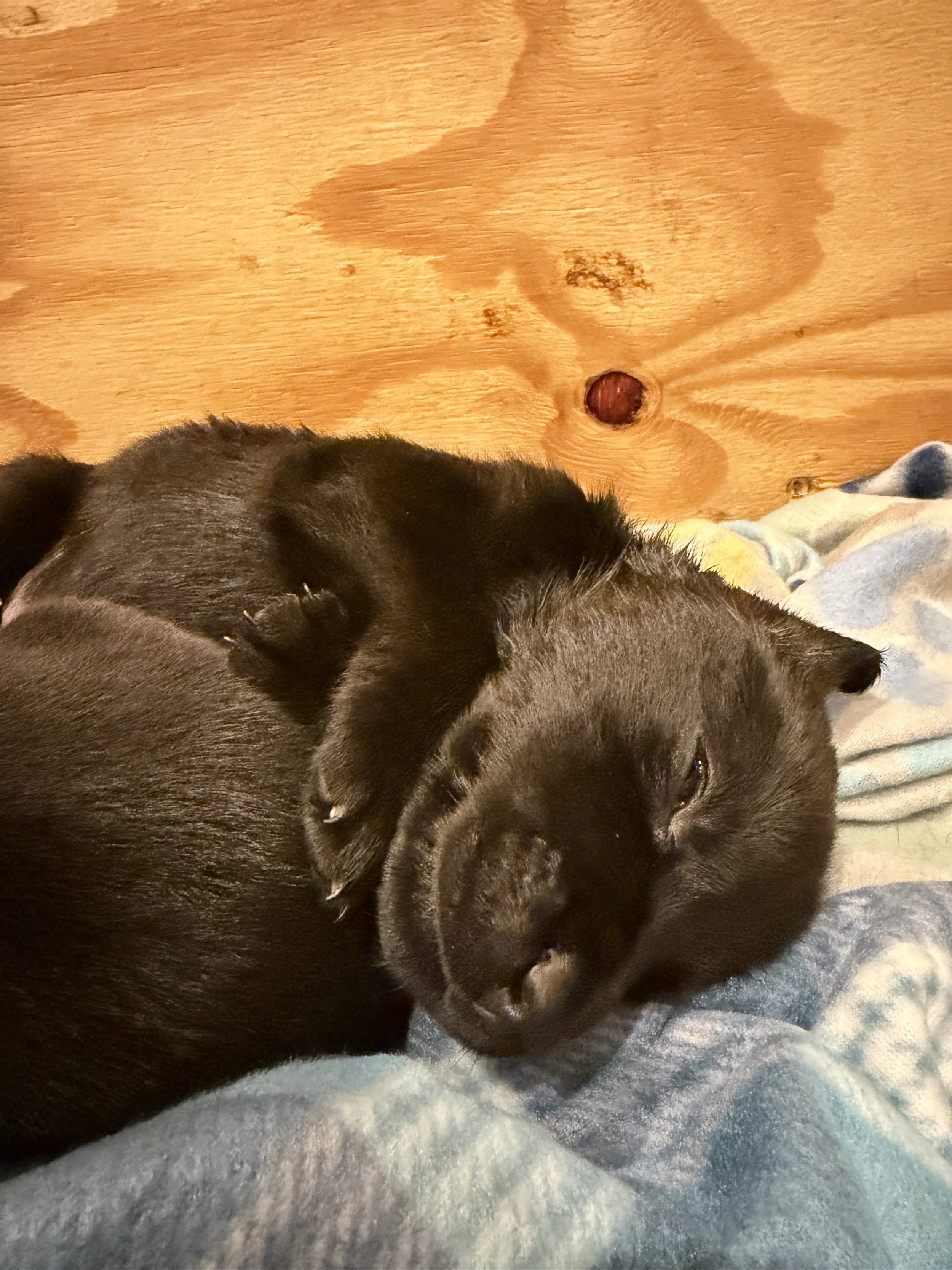 morningDewRetrieversTiredPuppy.JPG
