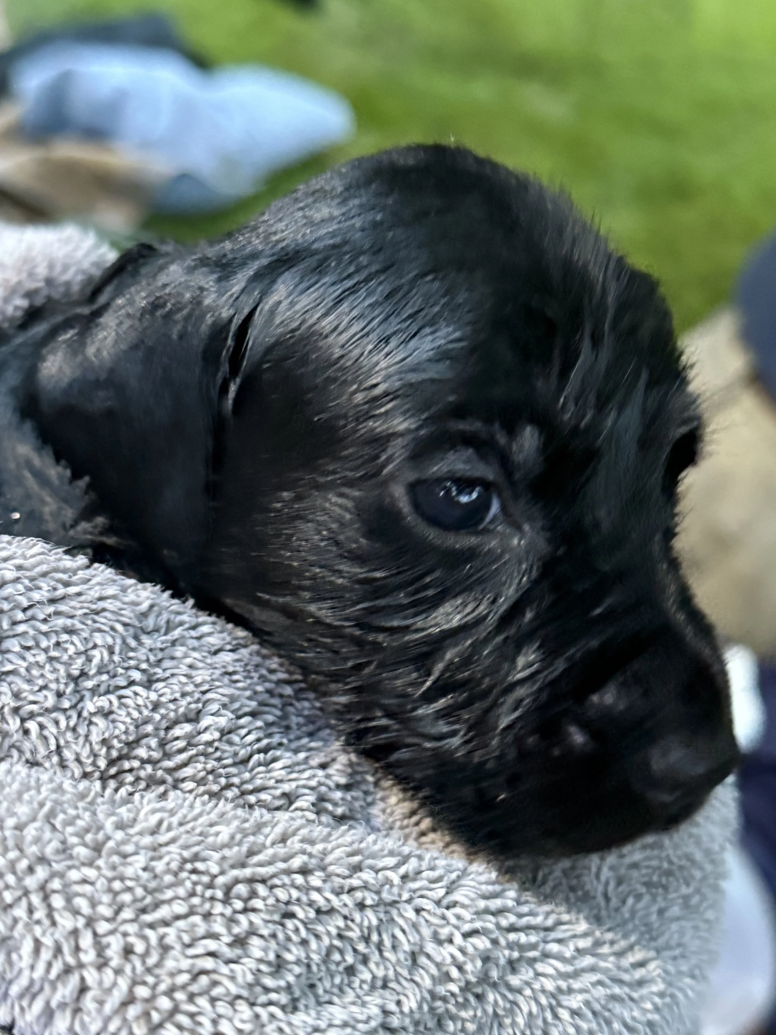 morningDewRetrieversWetPuppy.jpeg