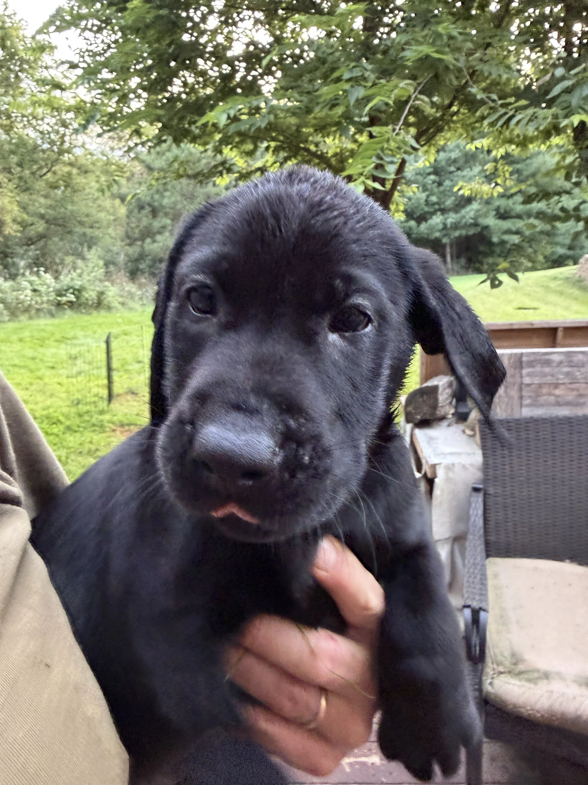 morningDewRetrieversCutePuppy.jpeg