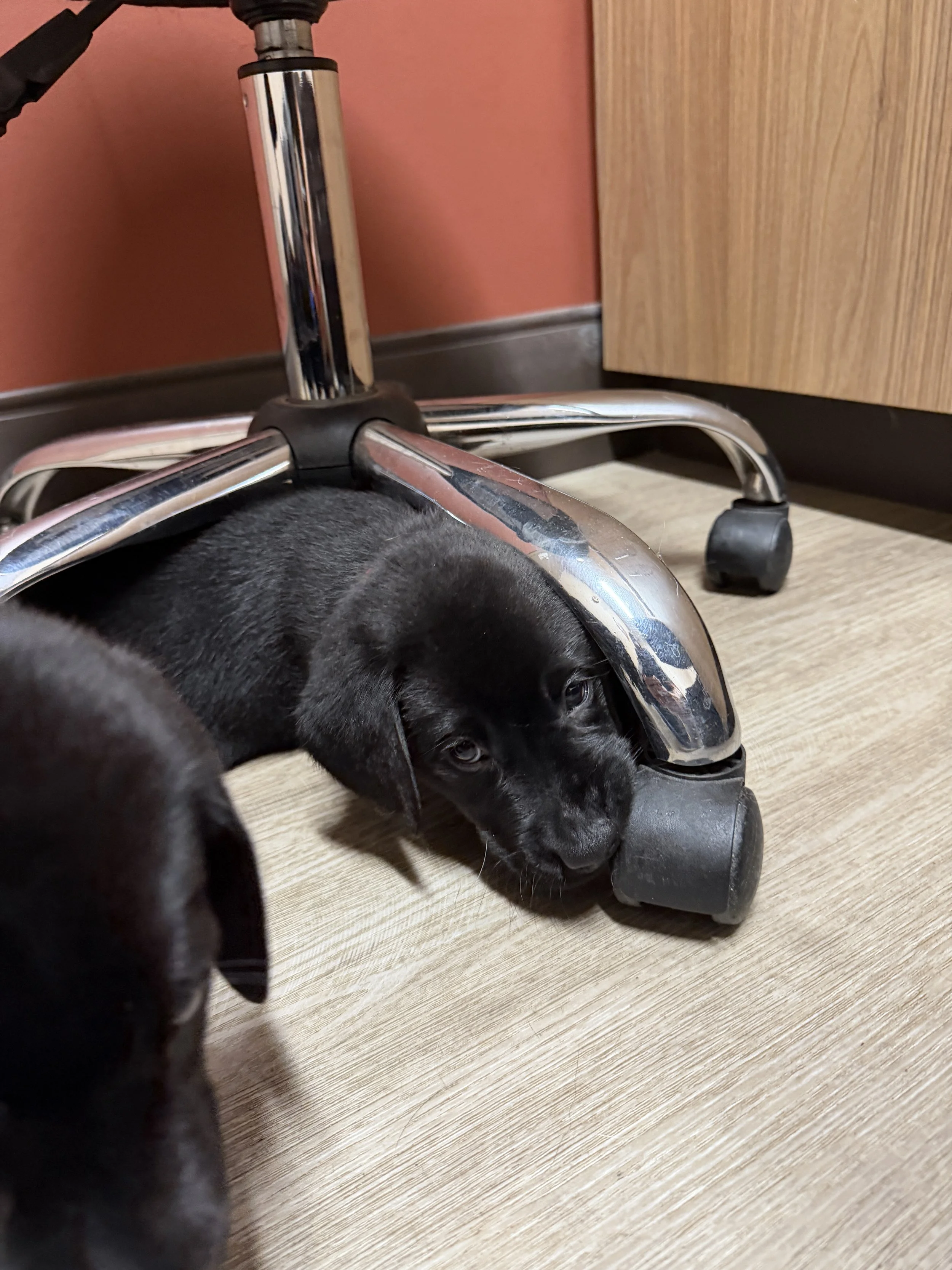 morningDewRetrieversPuppyHidingInVetOffice.jpeg