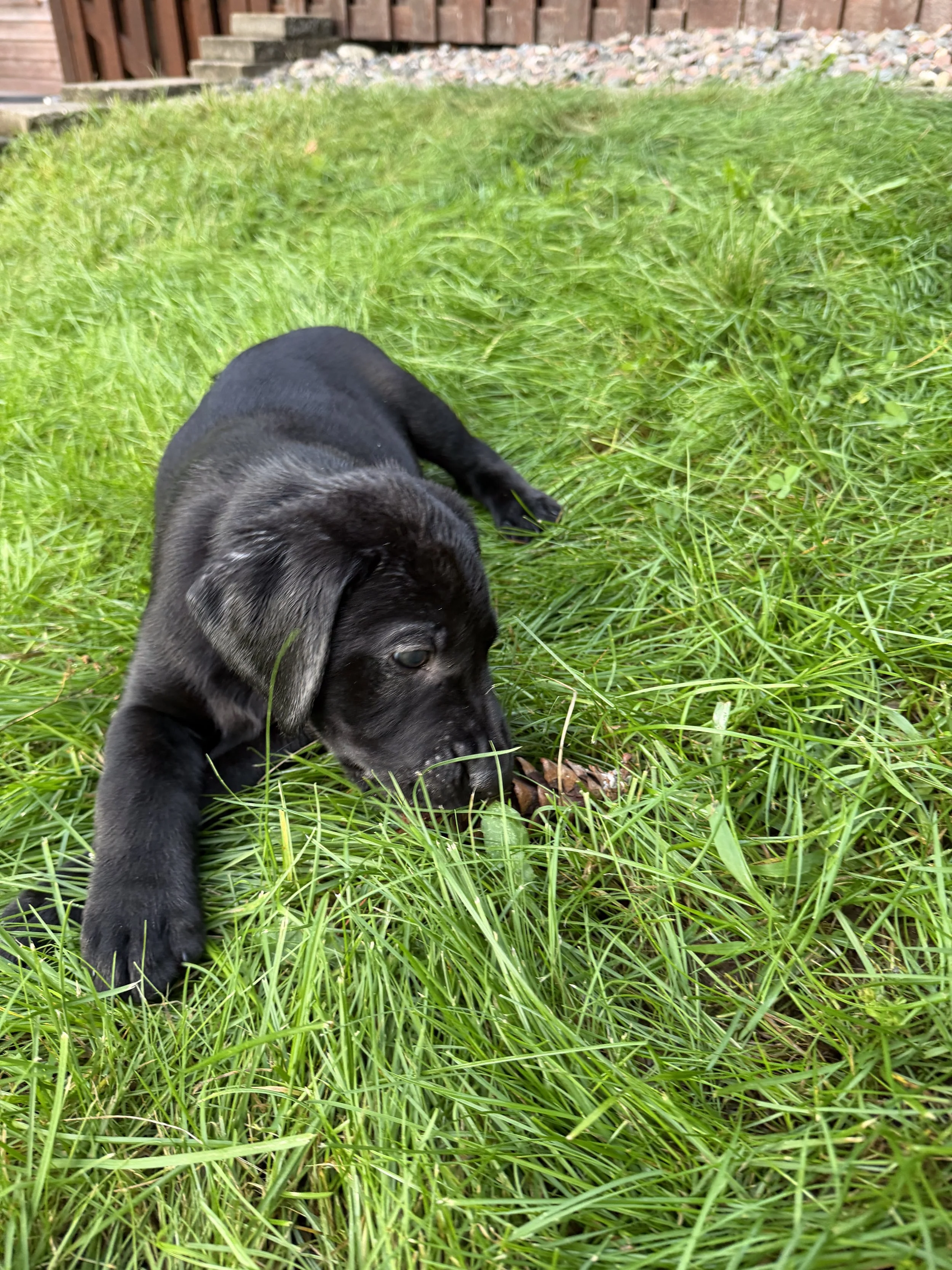 morningDewRetrieversPuppyInGrassSniffPineCone.jpeg