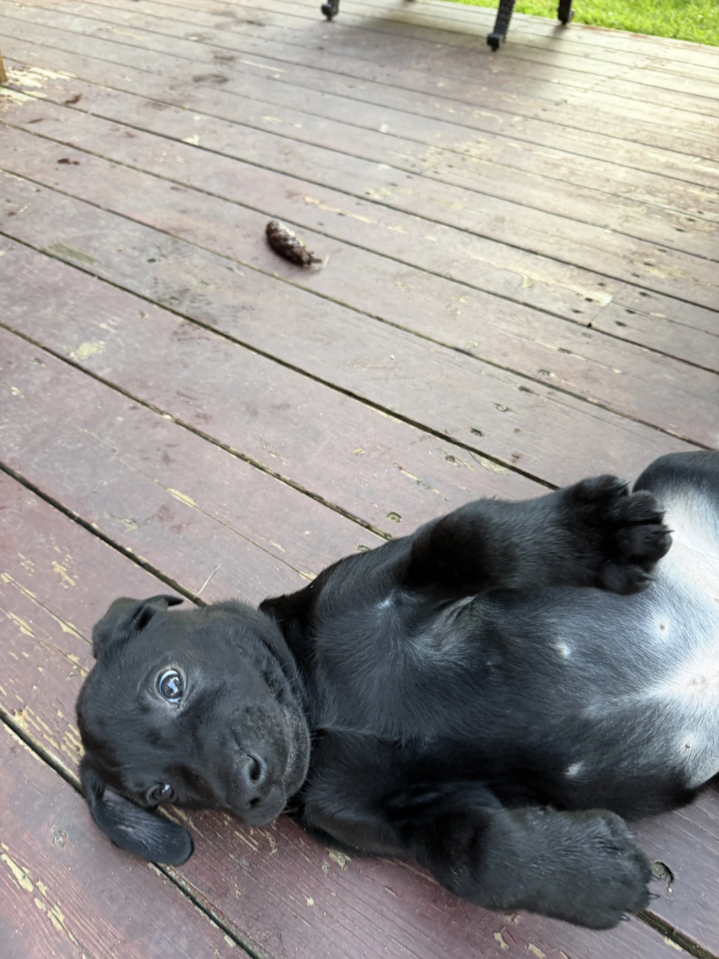 morningDewRetrieversPuppyWhiteBelly.jpeg