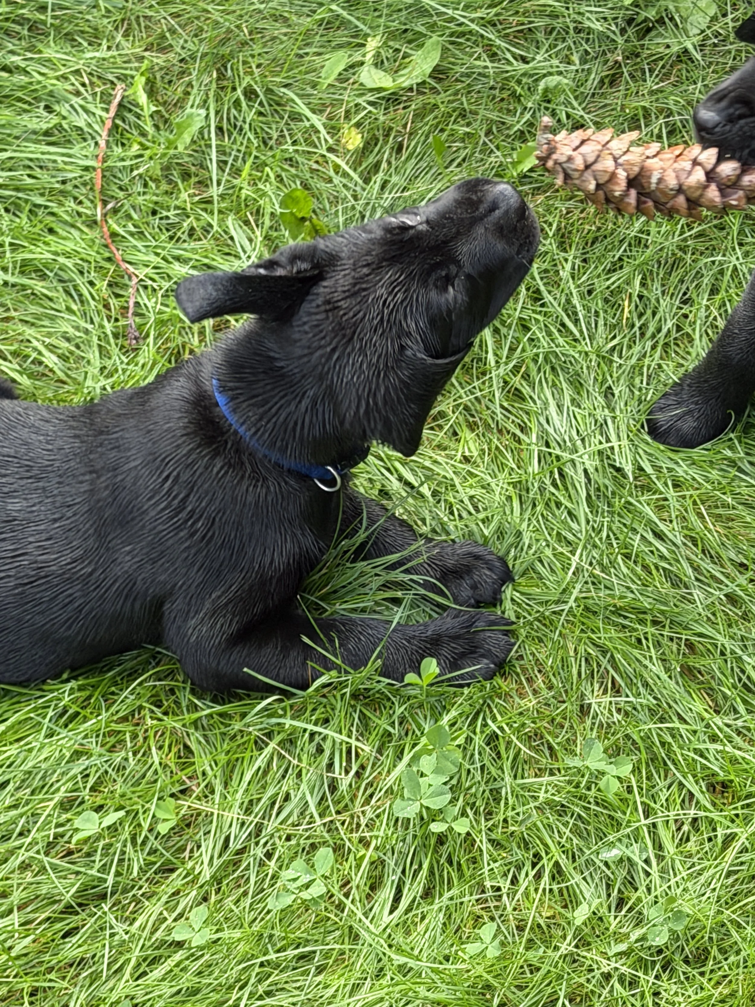 morningDewRetrieversSevenWeekPuppyPineCone.jpeg