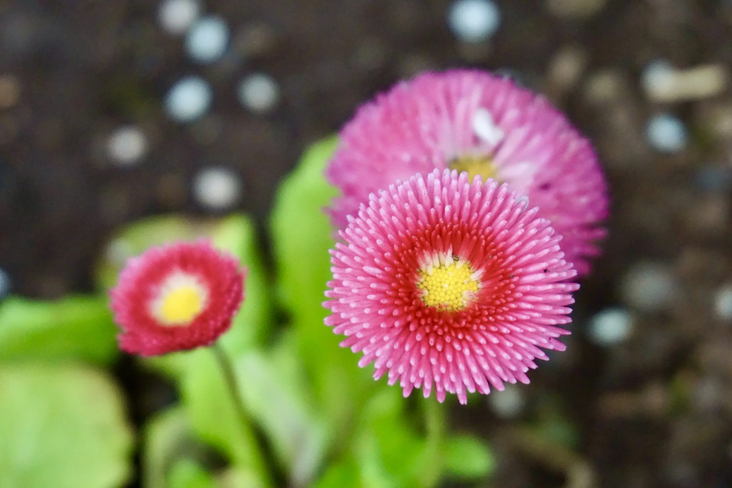880489EC-83E3-4793-A702-507D20AC83E1_1_201_a.jpeg