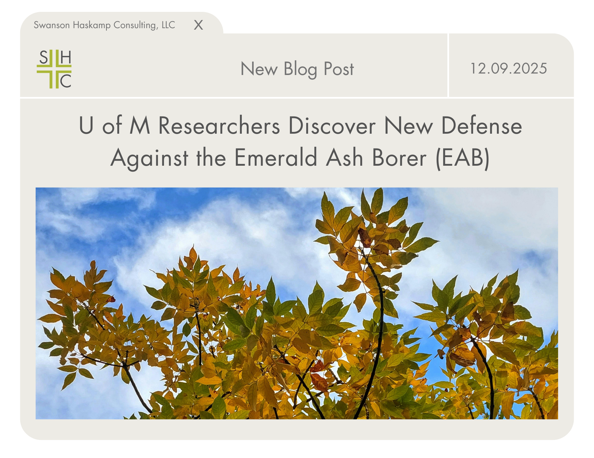 U of M Researchers Discover New Defense Against the Emerald Ash Borer (EAB)