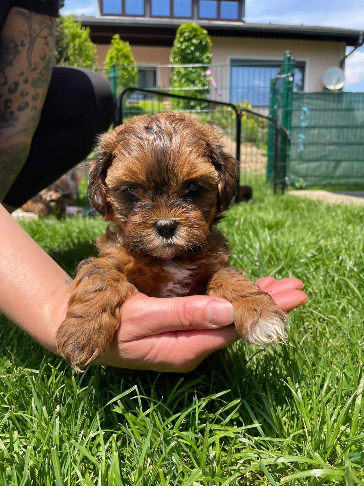 Das Tagebuch von Shipoo Luca 🐾 - Eine Woche vor meinem Umzug nach Wien