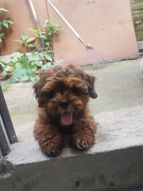 Das Tagebuch von Shipoo Luca 🐾 - Die vierte Woche