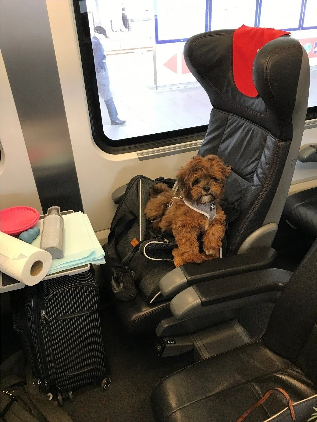 Das Tagebuch von Shipoo Luca 🐾 - Die sechste Woche