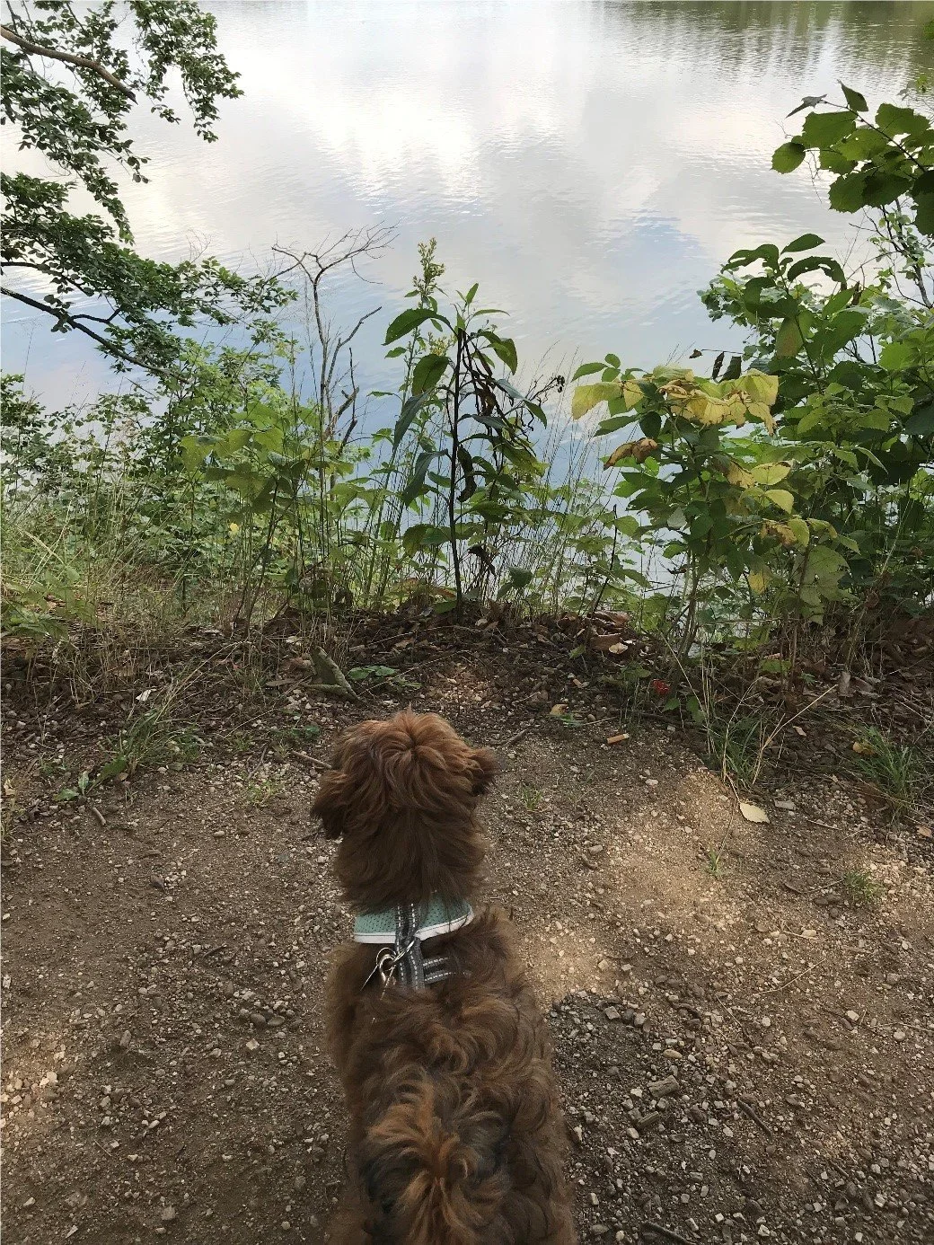 Das Tagebuch von Shipoo Luca 🐾 - Die neunte und zehnte Woche - Urlaub!!!