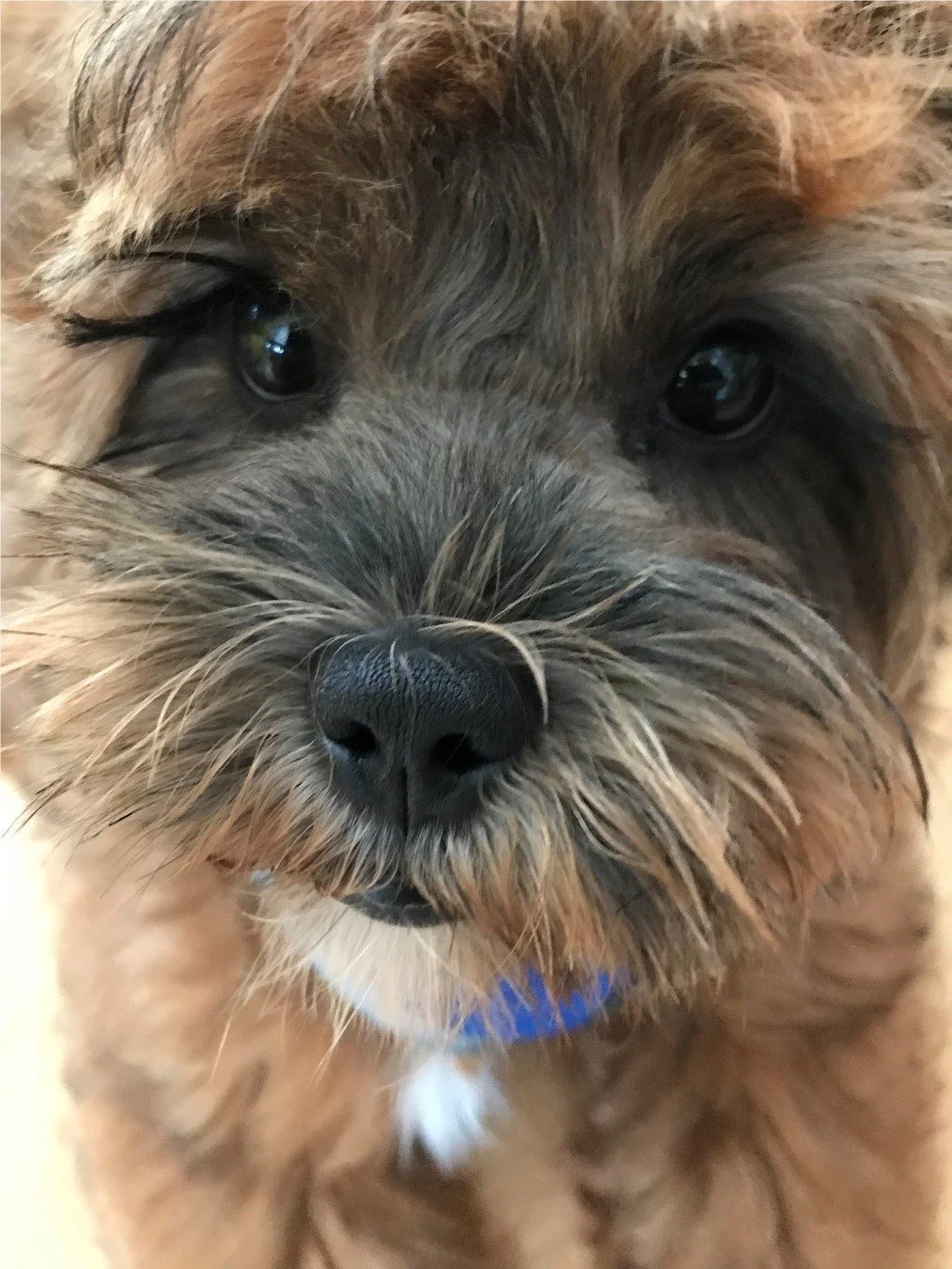 Das Tagebuch von Shipoo Luca 🐾- Die dreizehnte Woche