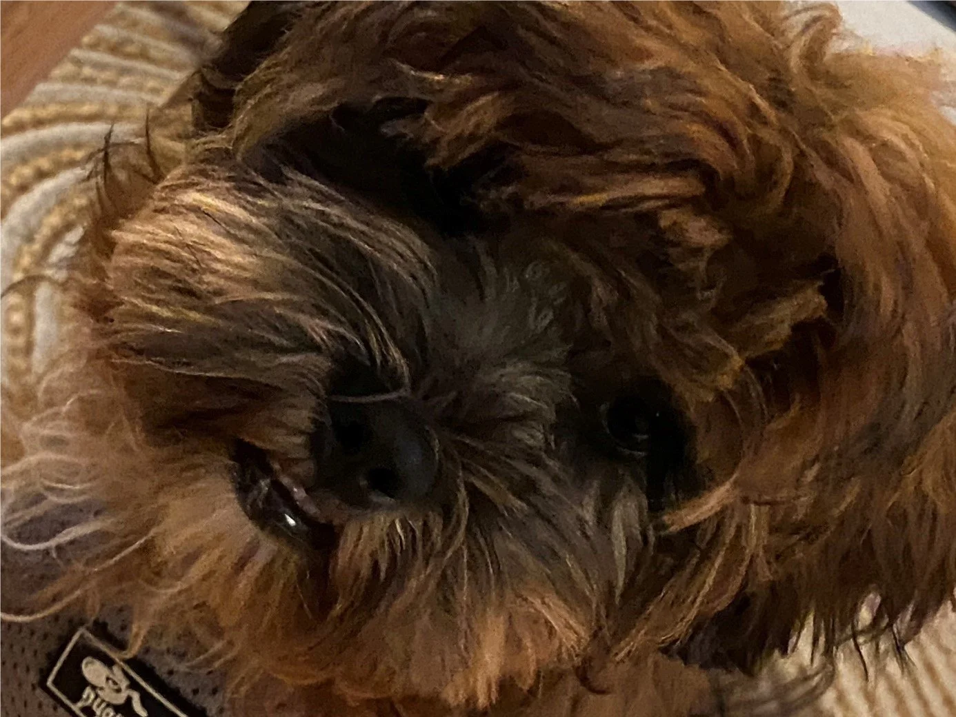 Das Tagebuch von Shipoo Luca 🐾 - Die fünfzehnte Woche
