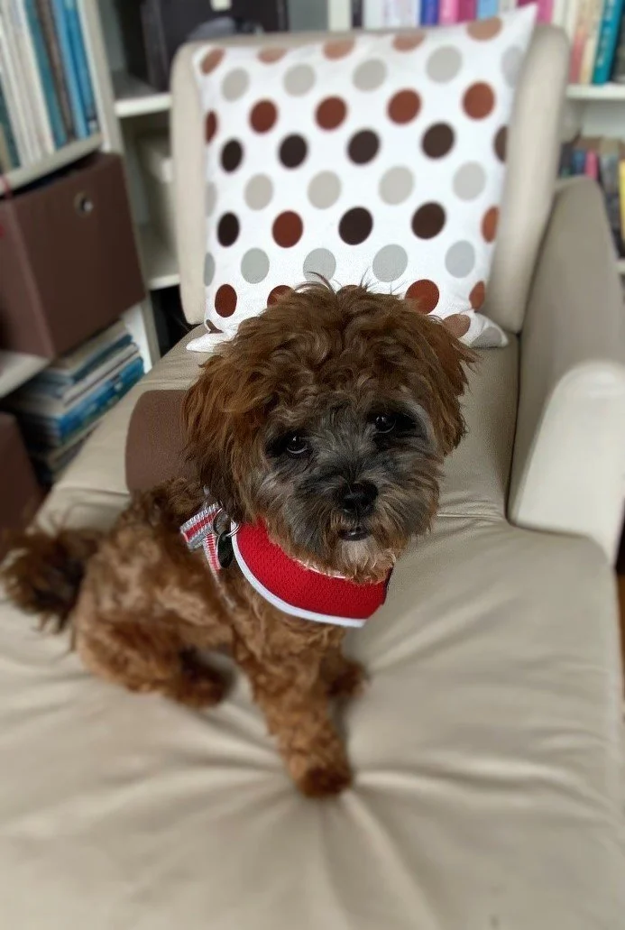 Das Tagebuch von Shipoo Luca 🐾- Die zweiundzwanzigste Woche