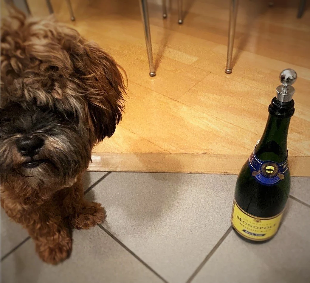 Das Tagebuch von Shipoo Luca 🐾- Die achtundzwanzigste Woche - Silvester!