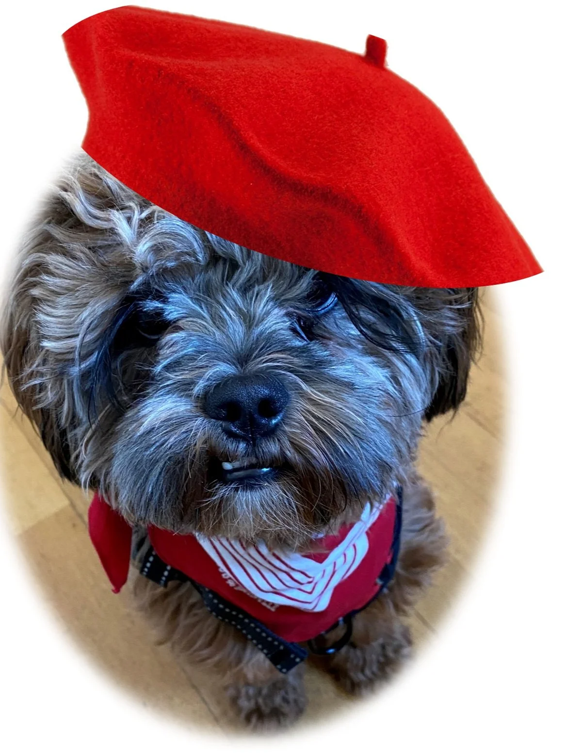 Das Tagebuch von Shipoo Luca 🐾- Die acht- und neununddreißigste Woche