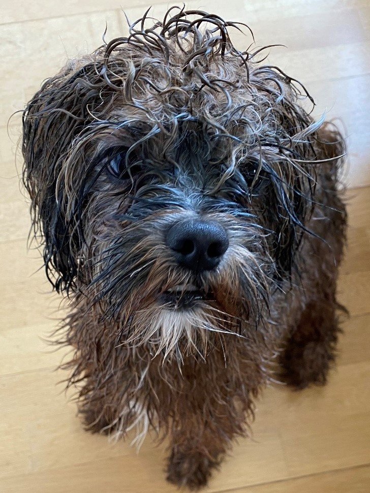 Das Tagebuch von Shipoo Luca 🐾- Die vierzigste Woche