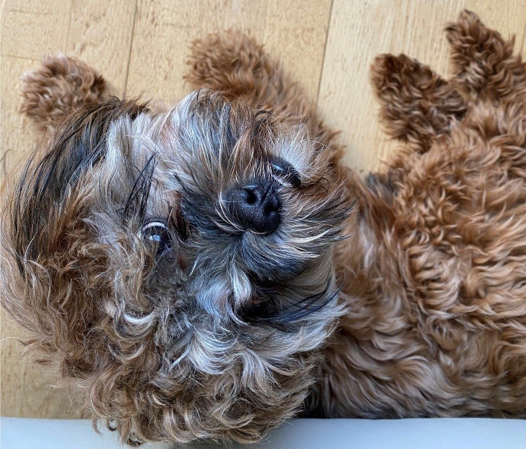 Das Tagebuch von Shipoo Luca 🐾- Die zweiundvierzigste Woche