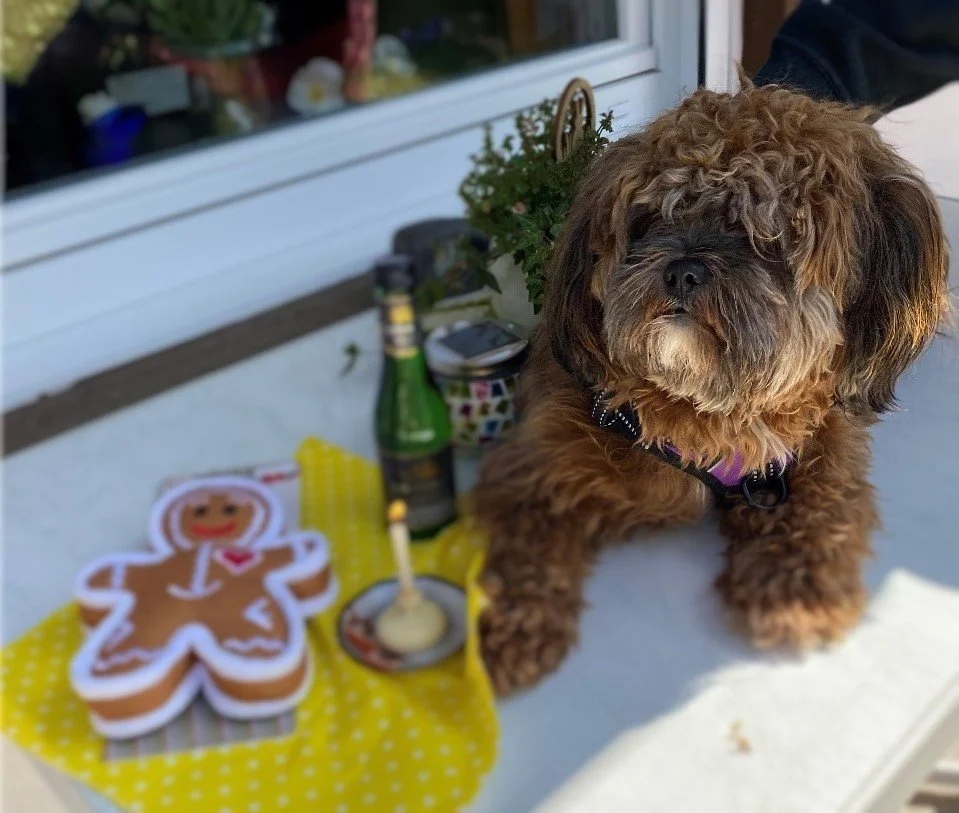 Das Tagebuch von Shipoo Luca 🐾- Die drei- und vierundvierzigste Woche