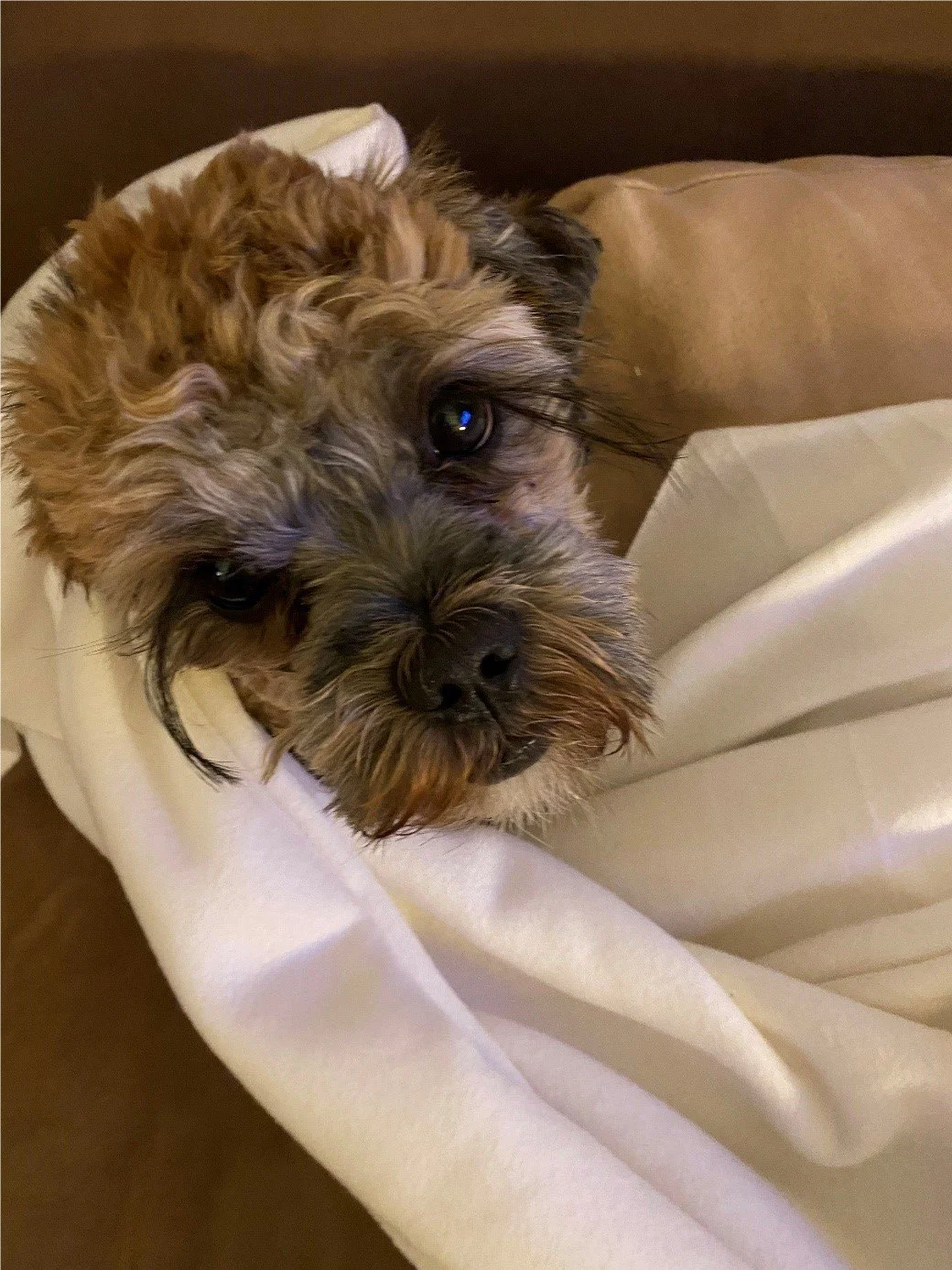 Das Tagebuch von Shipoo Luca 🐾- Die siebenundvierzigste Woche