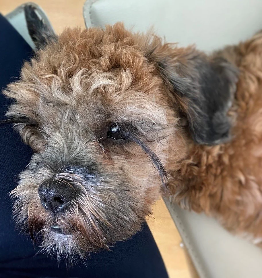 Das Tagebuch von Shipoo Luca 🐾- Die achtundvierzigste Woche