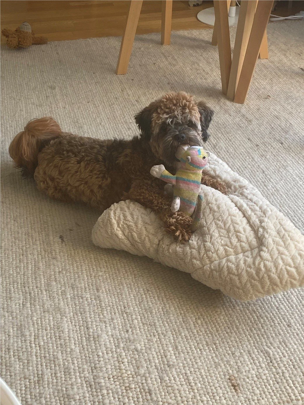 Das Tagebuch von Shipoo Luca 🐾- Die zweiundfünfzigste Woche