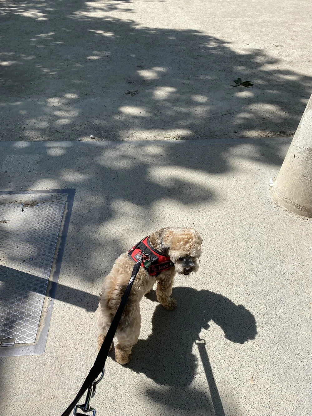 IMG_4446.JPEG