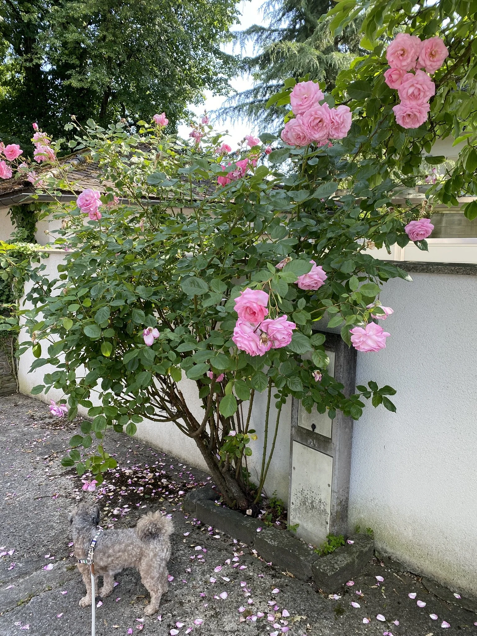 IMG_2341.JPEG