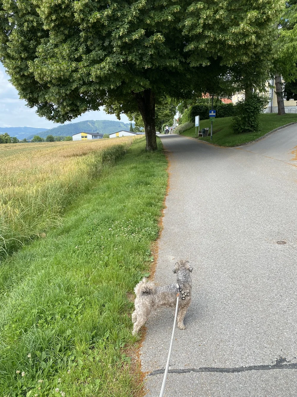 IMG_2388.JPEG