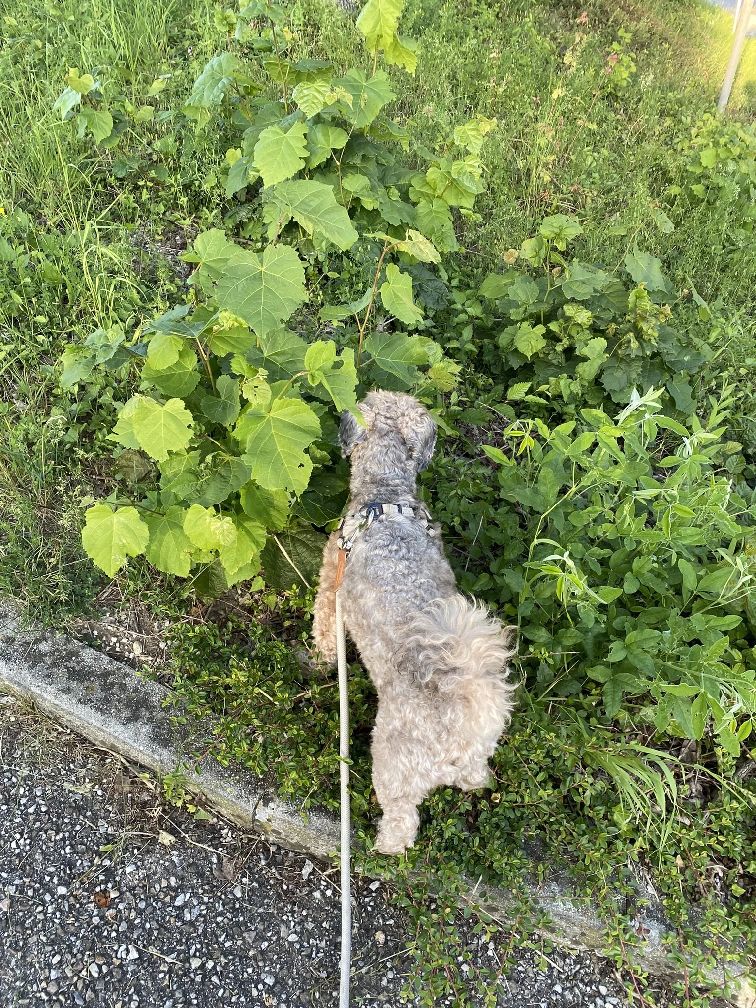IMG_2462.JPEG