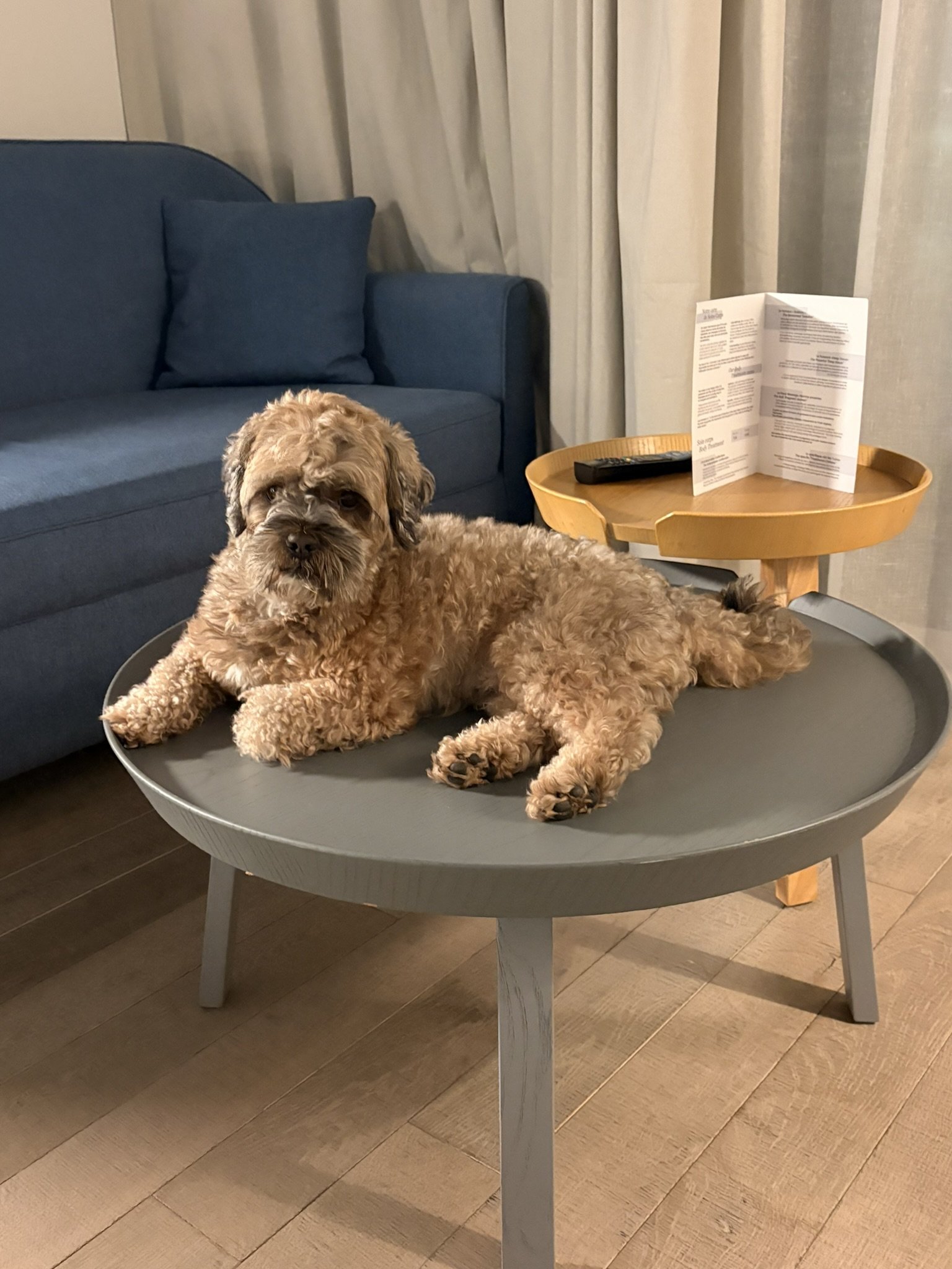 Das Tagebuch von Shipoo Luca 🐾- Reise an die Cote d'Azur