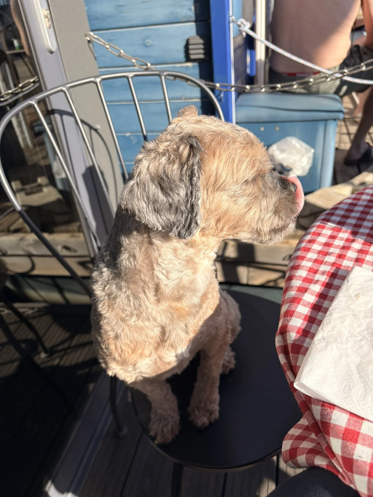Das Tagebuch von Shipoo Luca 🐾- Reise nach Sardinien