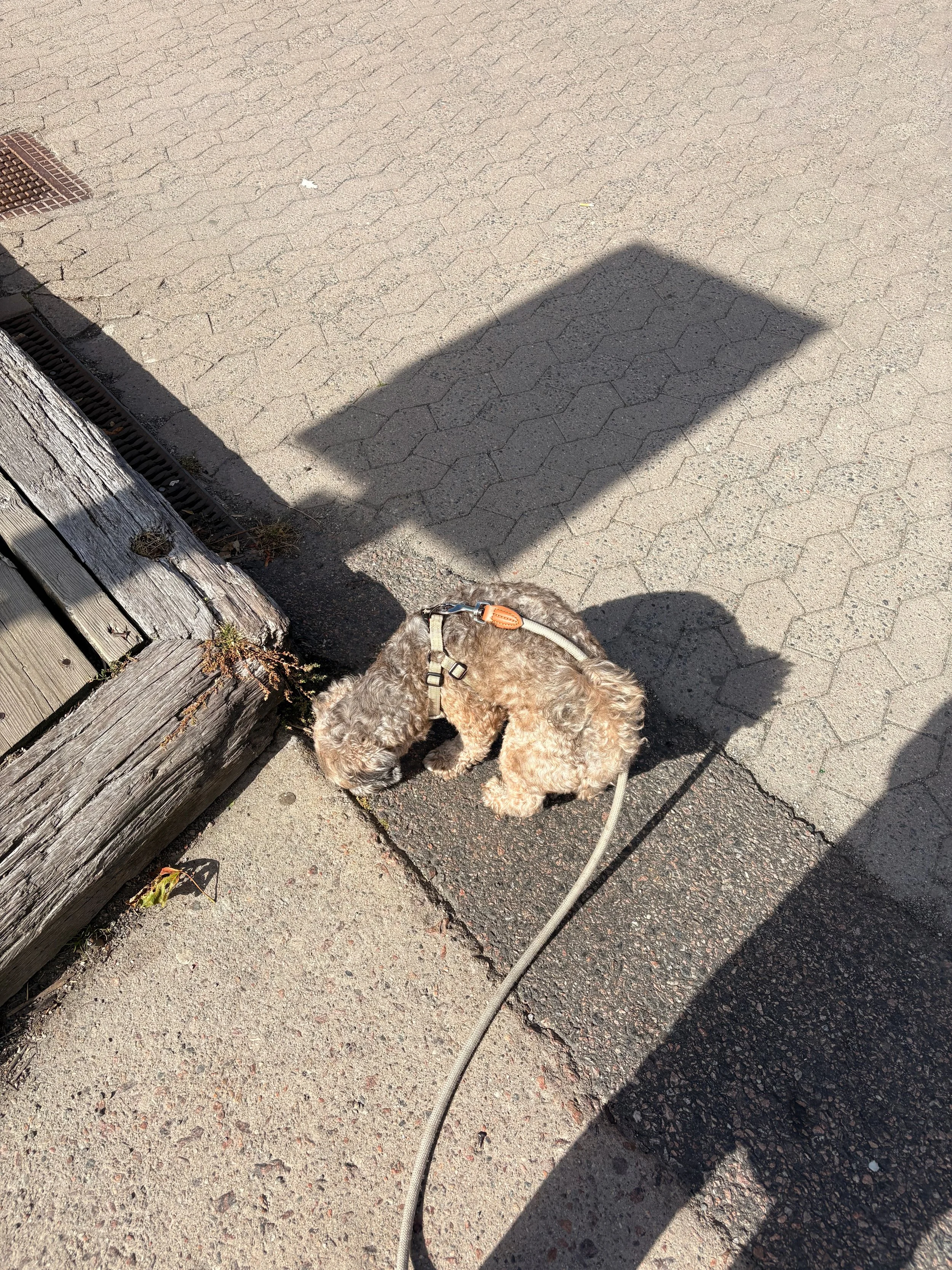 IMG_1021.jpeg