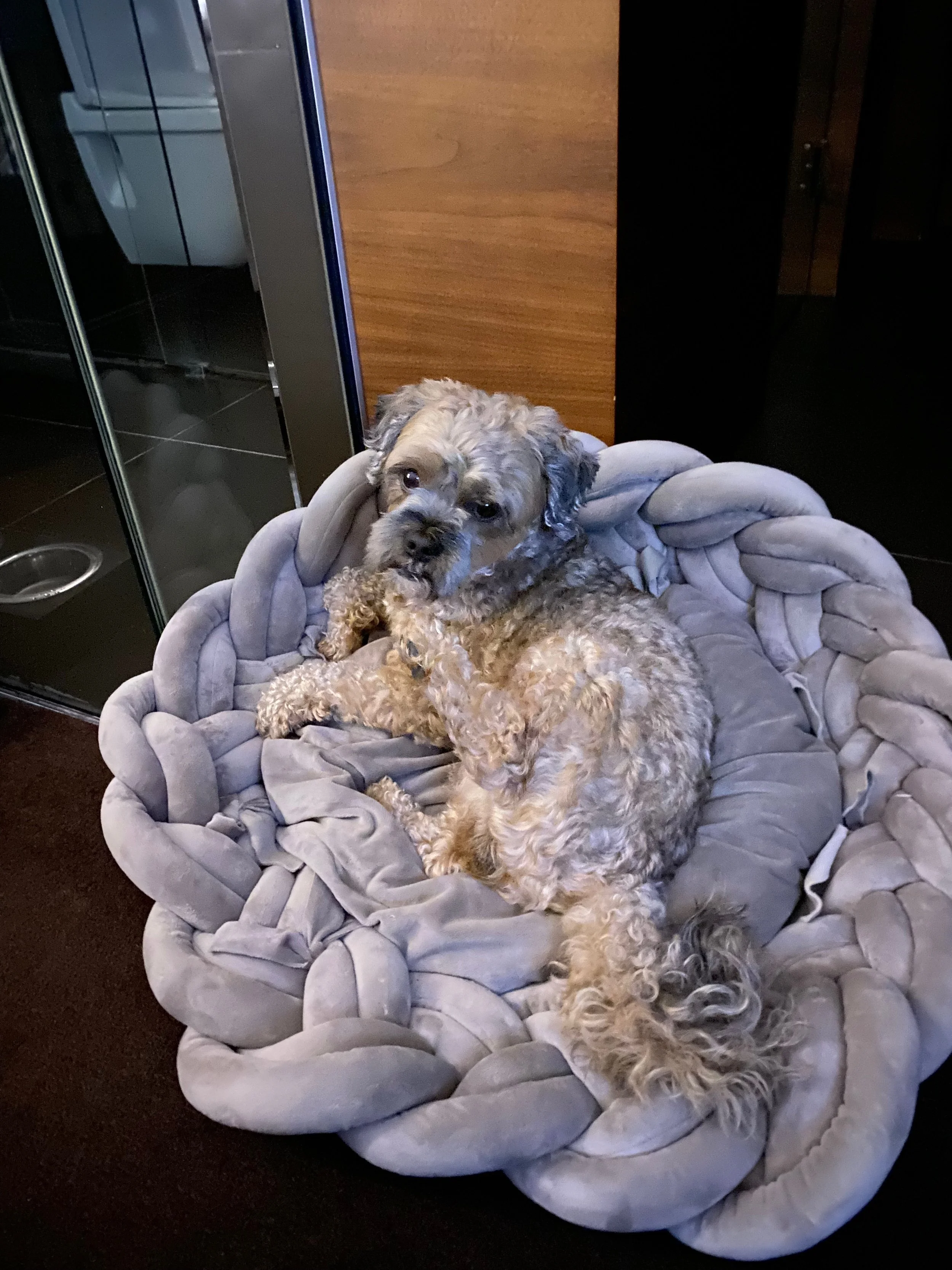Das Tagebuch von Shipoo Luca 🐾- Reise nach Göteborg