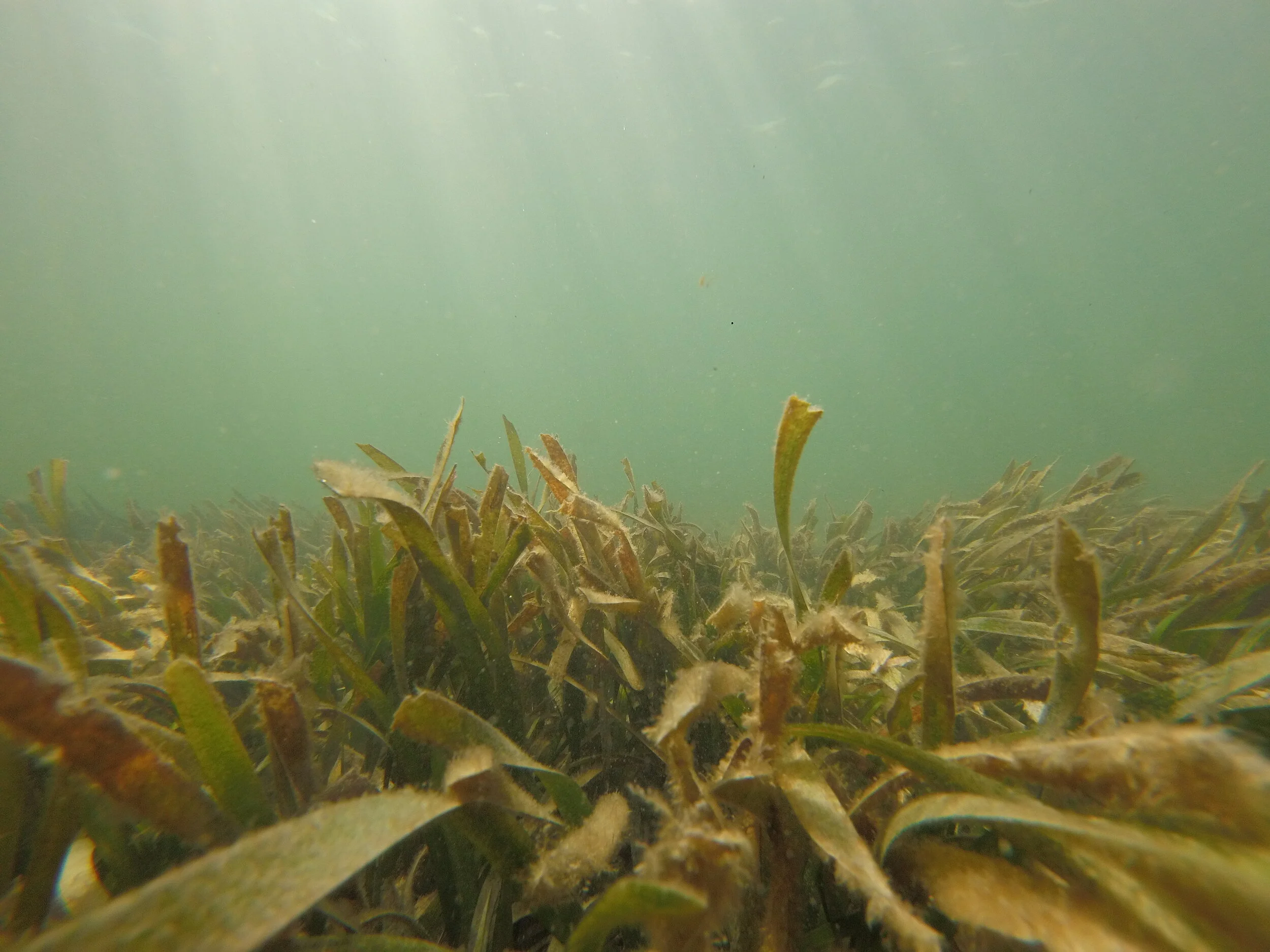 Biscayne Bay Water Warriors