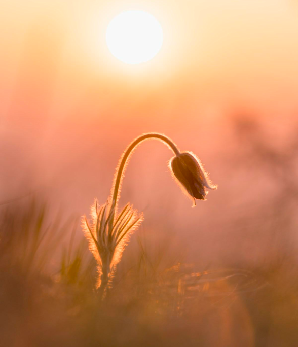 A small flower with a curved stem and a closed blossom, bathed in warm sunlight during sunset or sunrise.