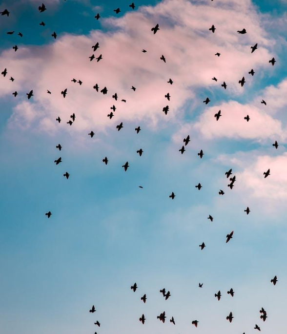 A flock of birds flying in the sky with pink and blue clouds in the background.