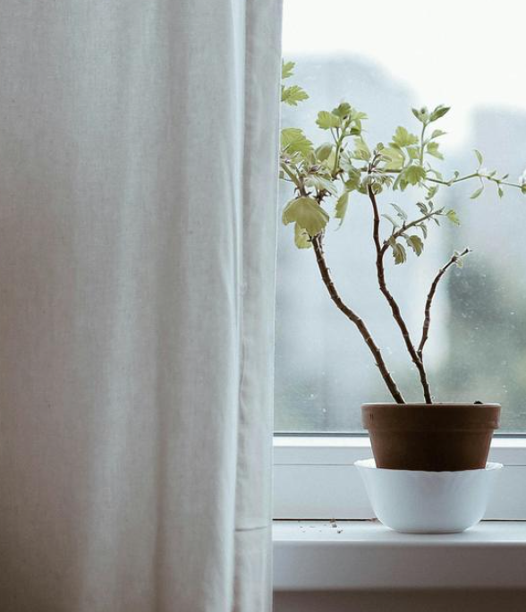 A potted plant with green leaves on a windowsill, partially covered by a light-colored curtain.