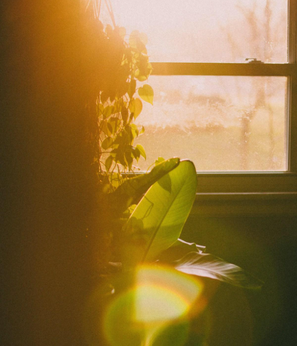 Sunlight streaming through a window illuminating a houseplant and a person reading a book in a cozy indoor setting.
