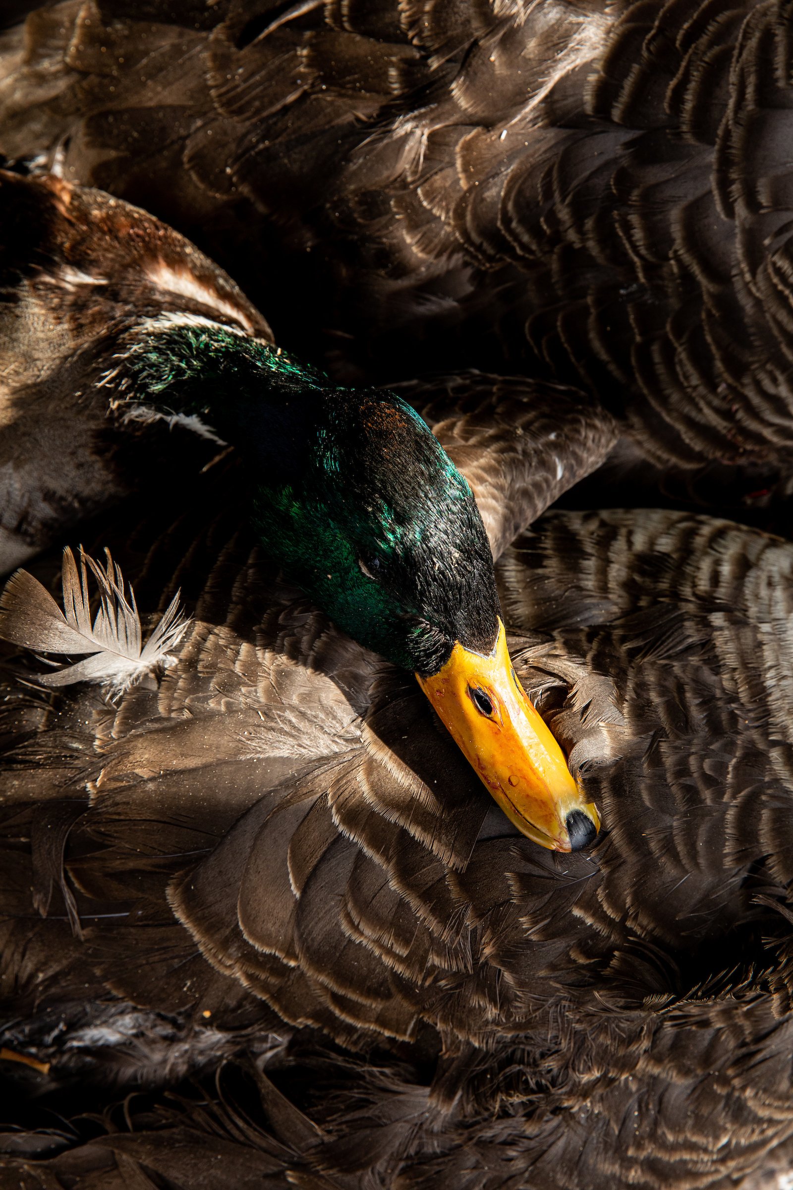 Duck Hunting Easton MD_2020-01-30_TSUCALAS_8685.jpg