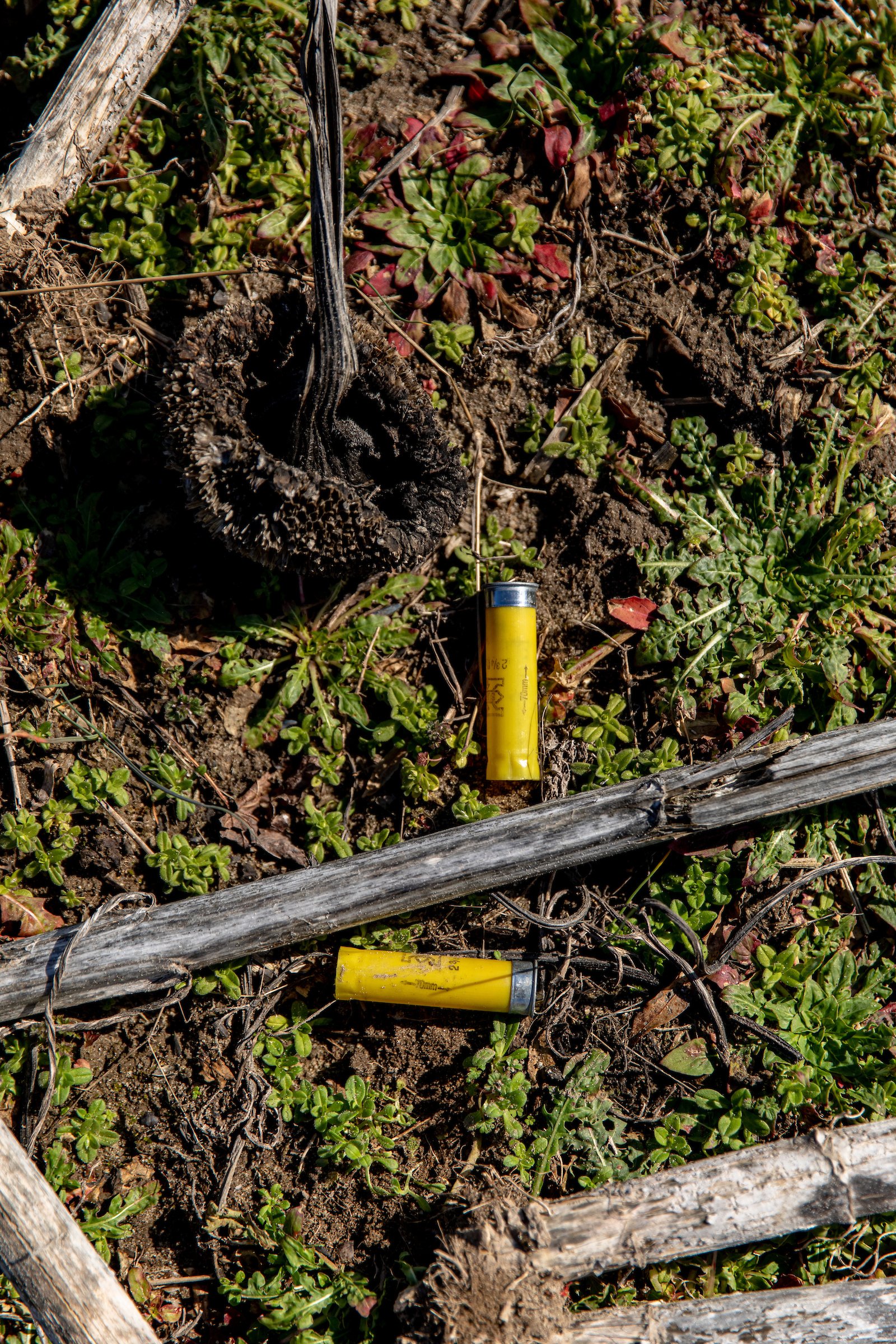 Rabbit Hunting_2020-02-27_TSUCALAS_8450.jpg