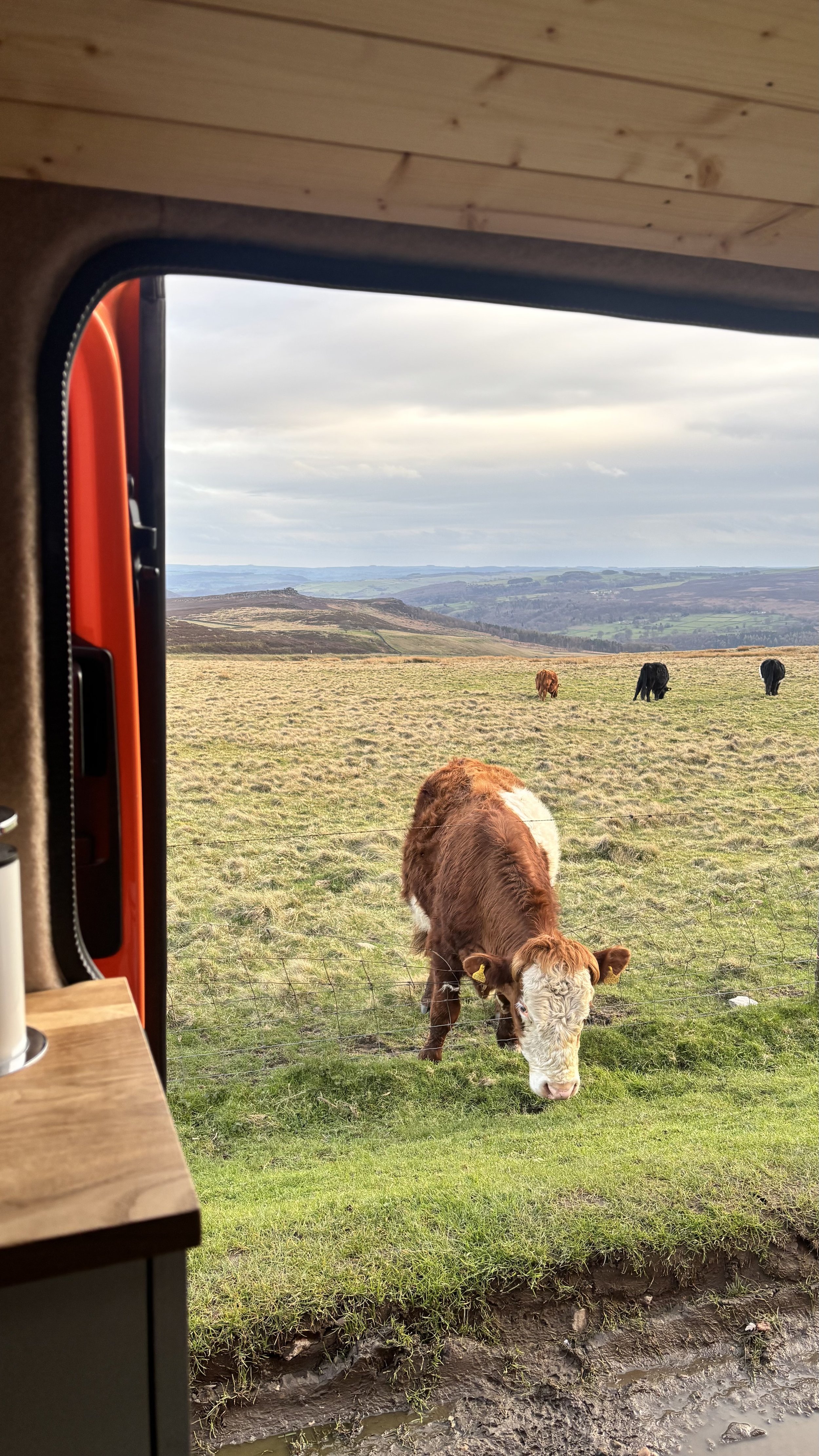 Peak District Cow.JPG