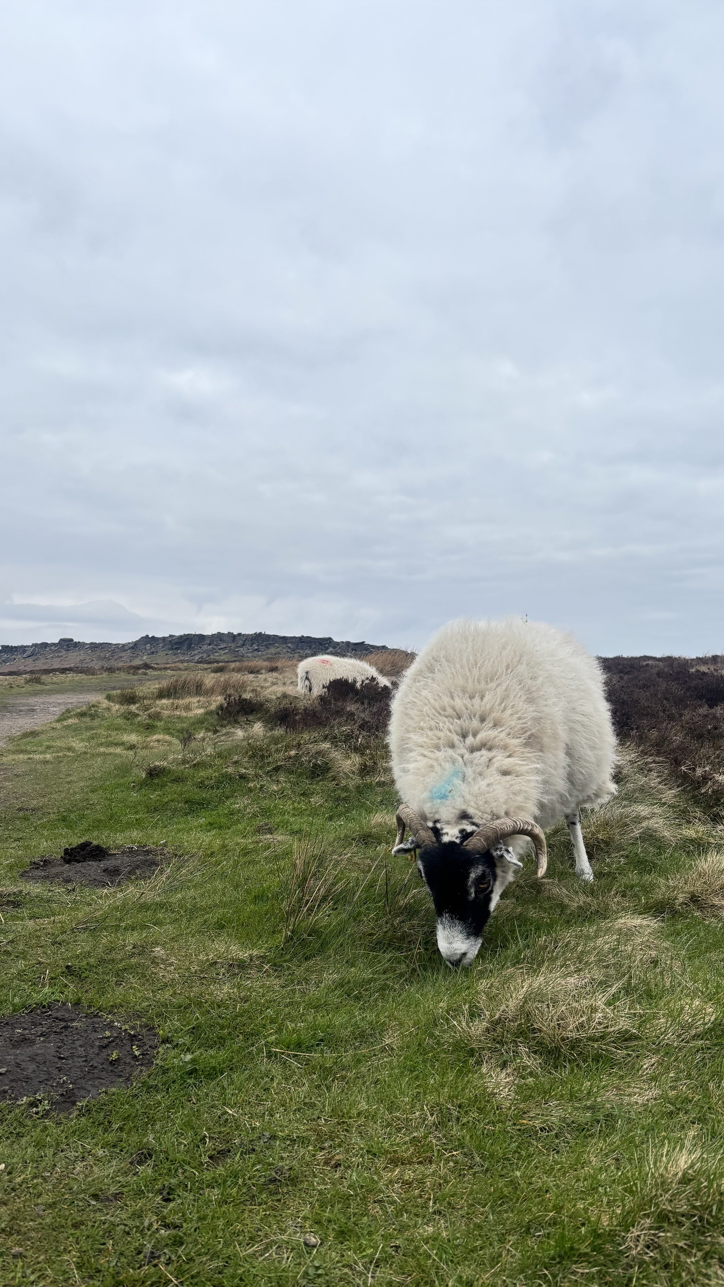 Peak District Sheep.JPG