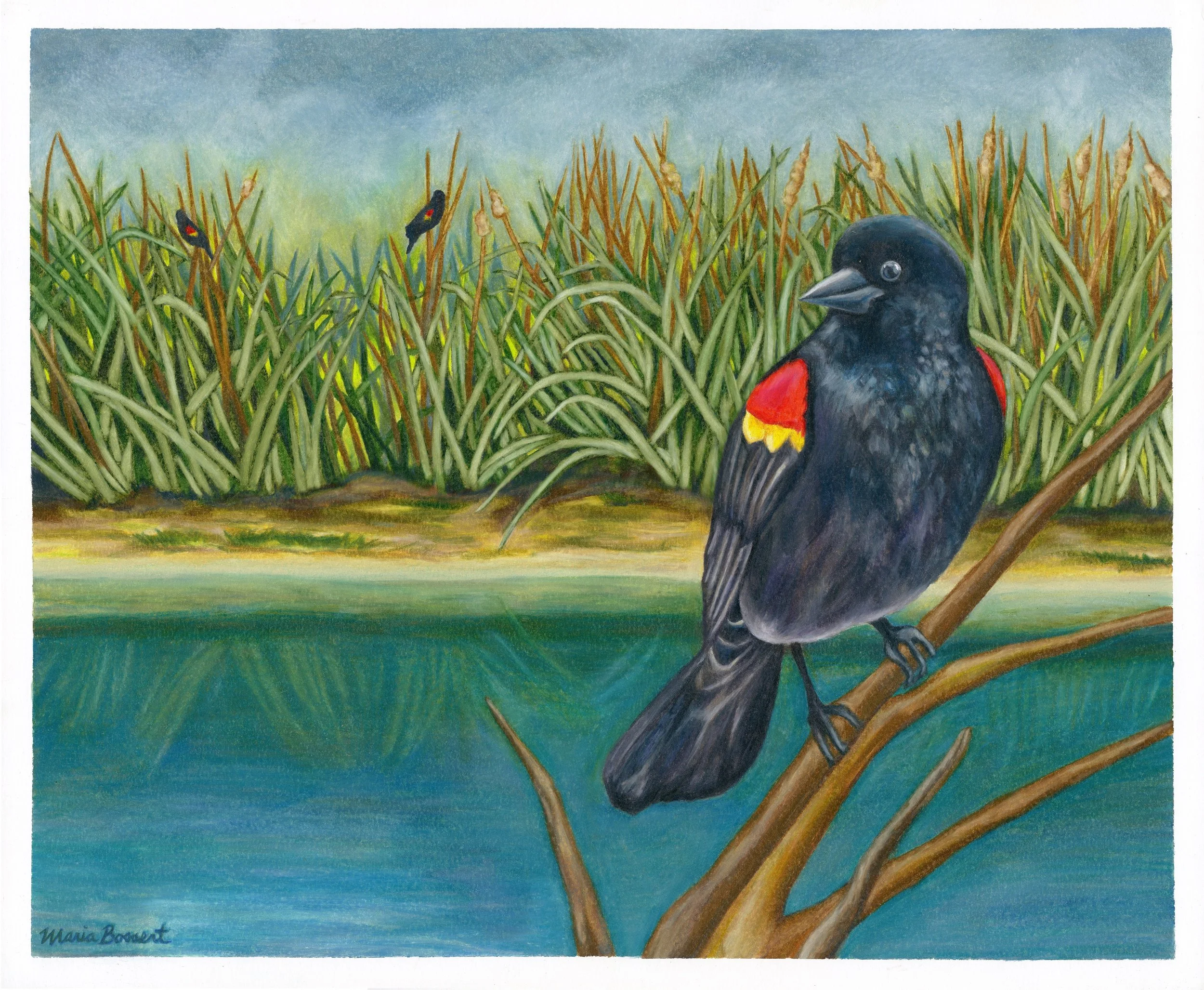 Bird on Branch.compressed.jpg