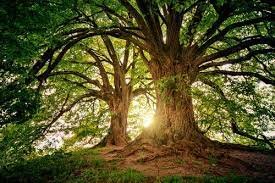 trees.jpg