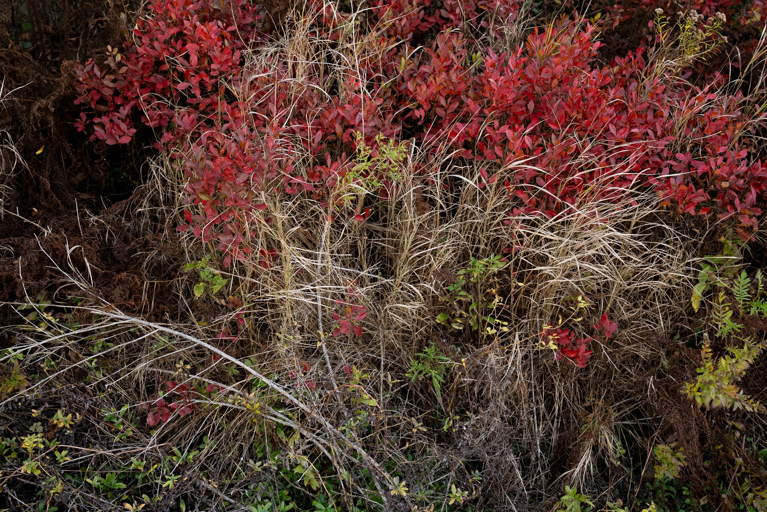 Red Leaves and Dry Stems, 2024