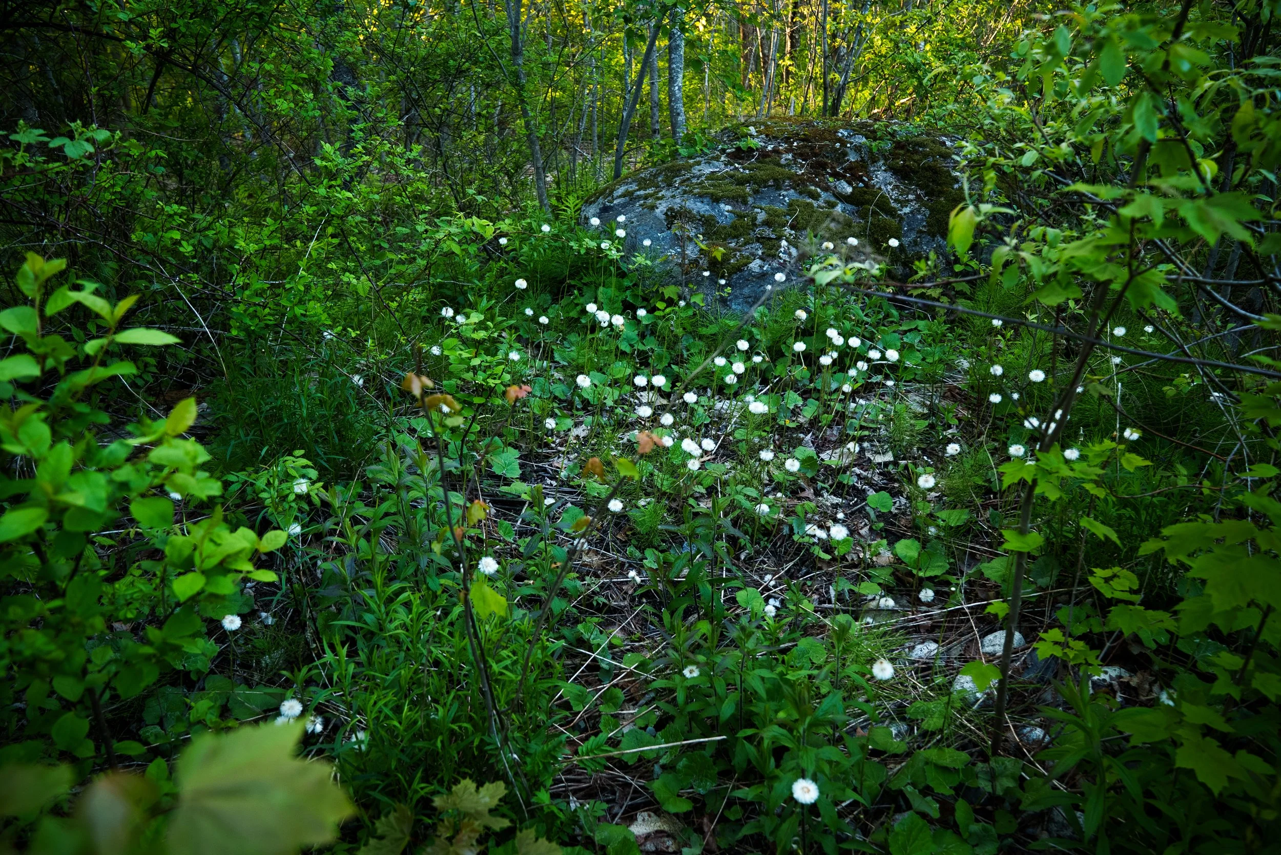 Pappas in a Grove with Granite, 2024