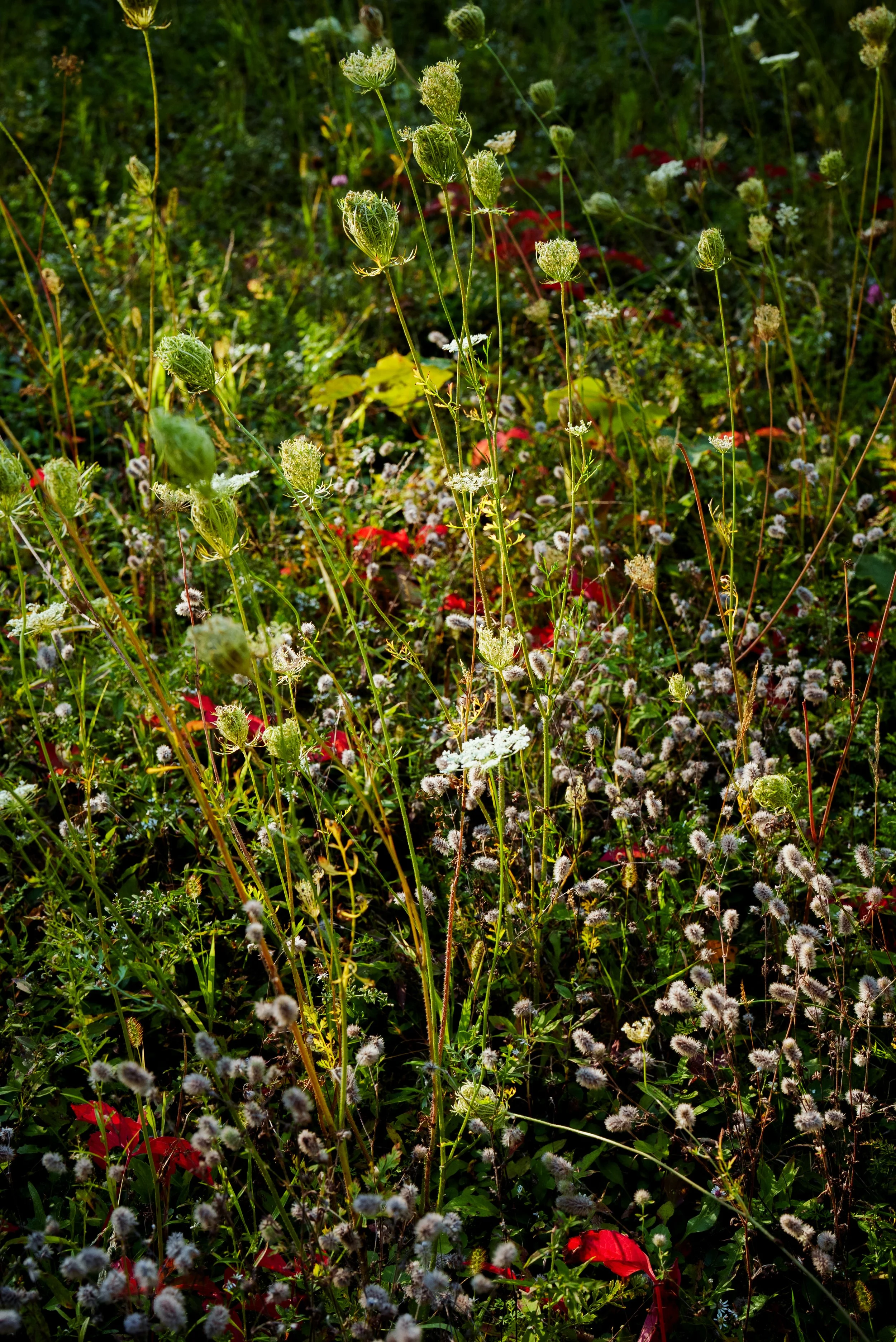 Sparkling Meadow II, 2025