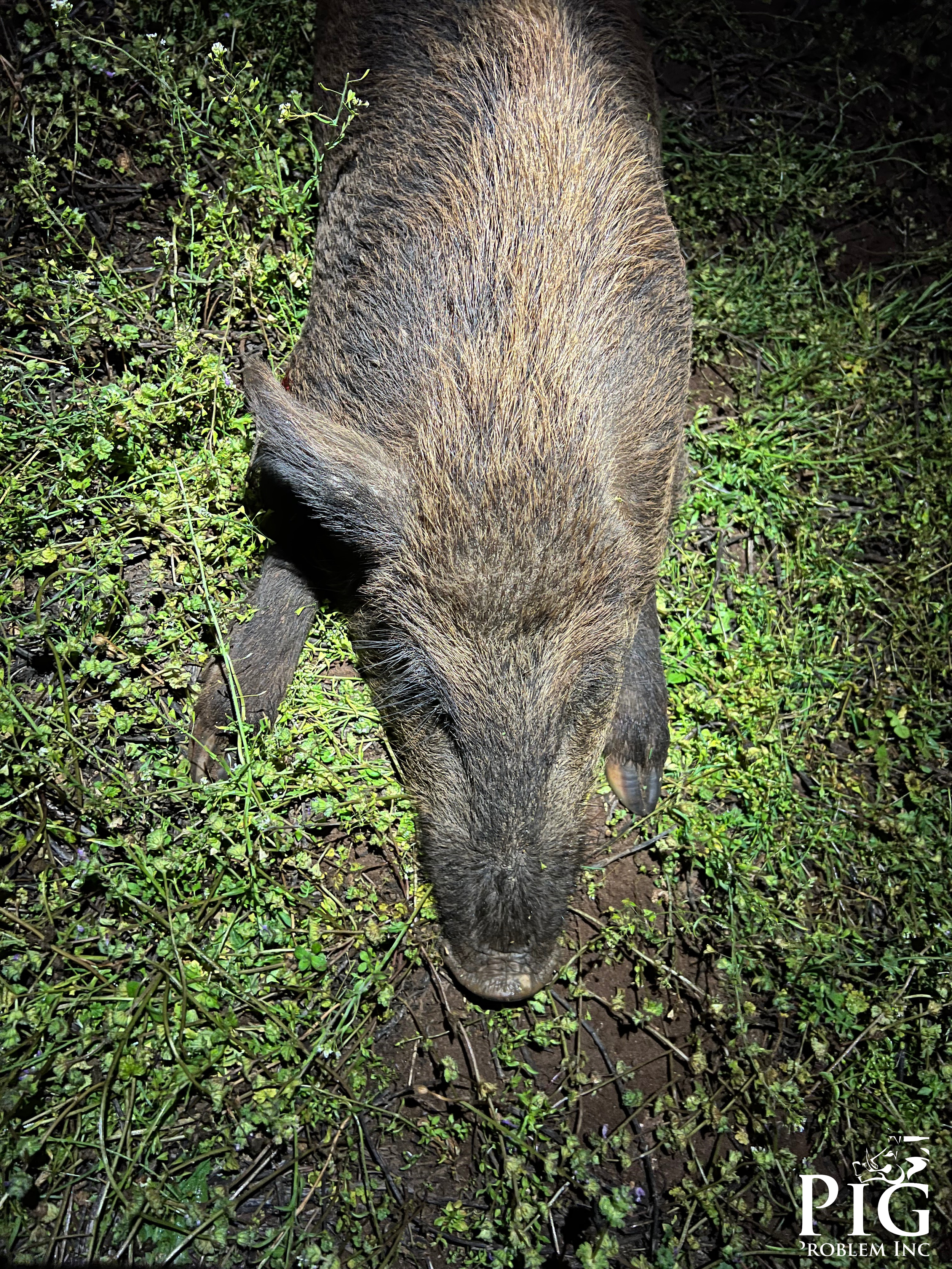 Wild Hog With One Ear
